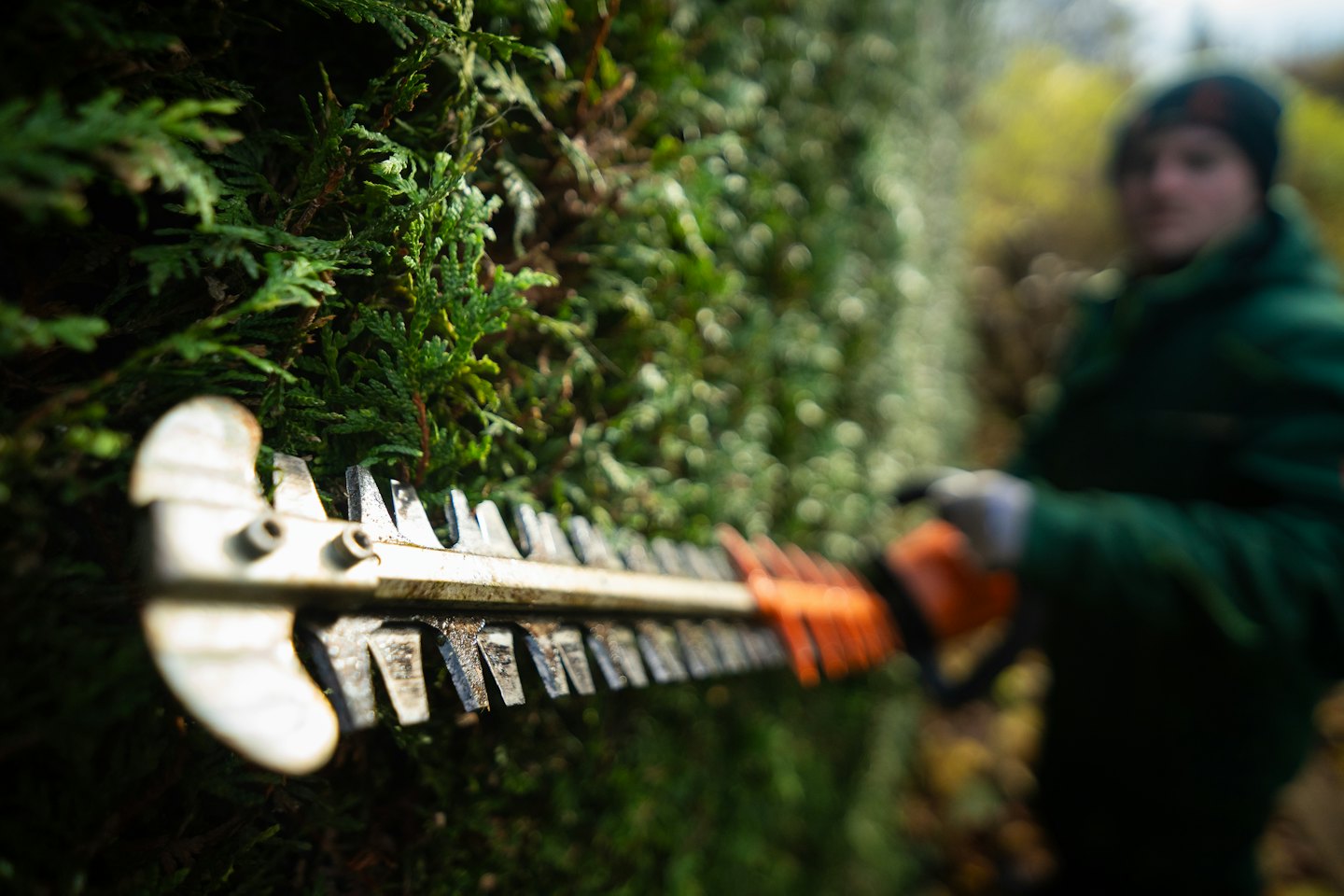 Scherblatt eines Heckenscherers schneidet in eine dichte grüne Hecke.
